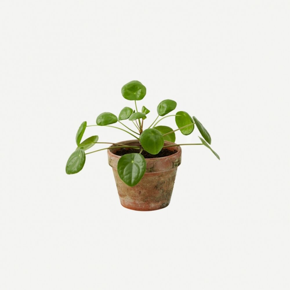 Pilea Интернет Магазин Растений